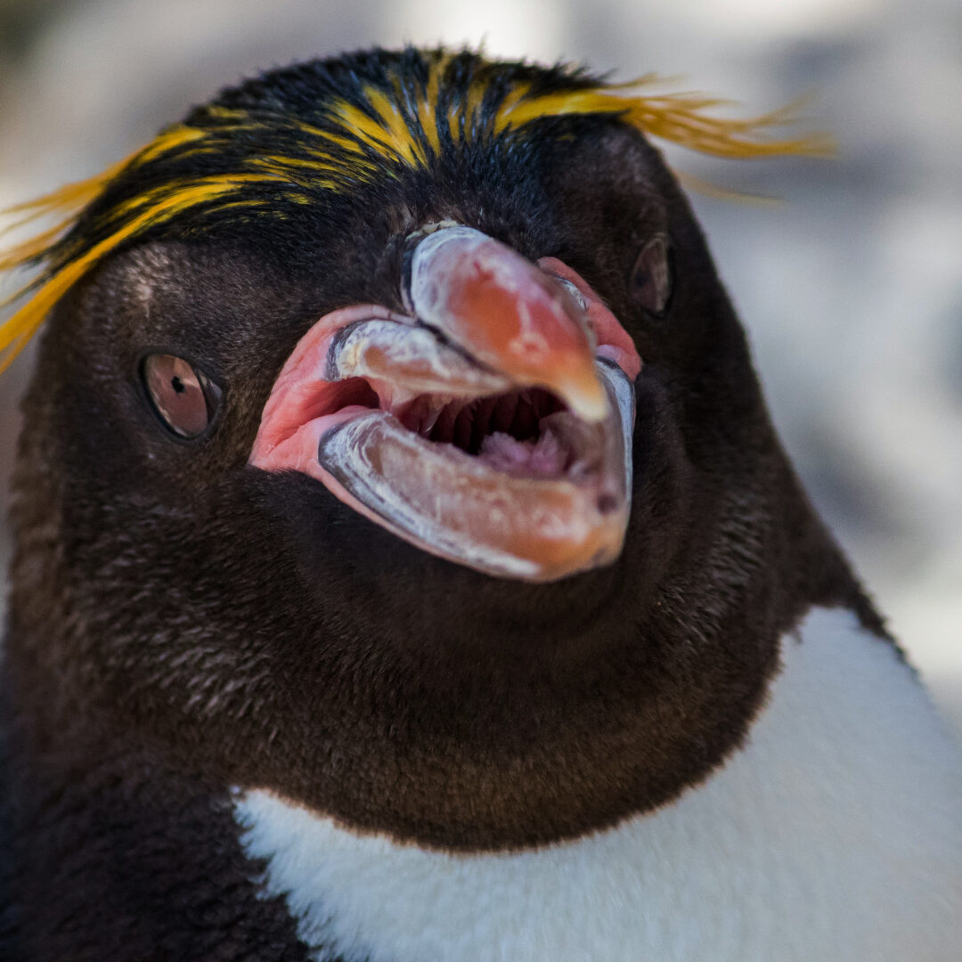 Penguin, Living Coasts, Torquay, UK, photo by Andre Mouton, source unsplash.com, edited