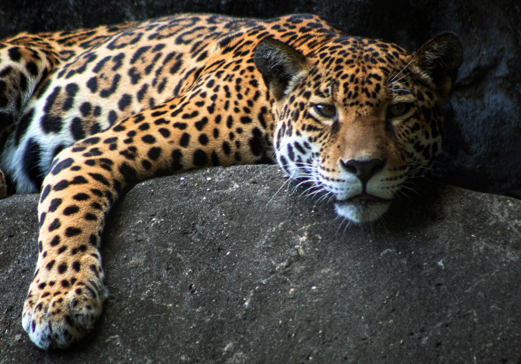Jaguar, Memphis Zoo, photo by Joshua J Cotten, source unsplash.com, edited